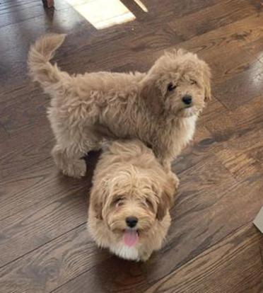 Sandy shop ridge goldendoodles