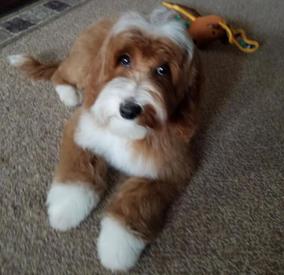 Zenzie S Litter